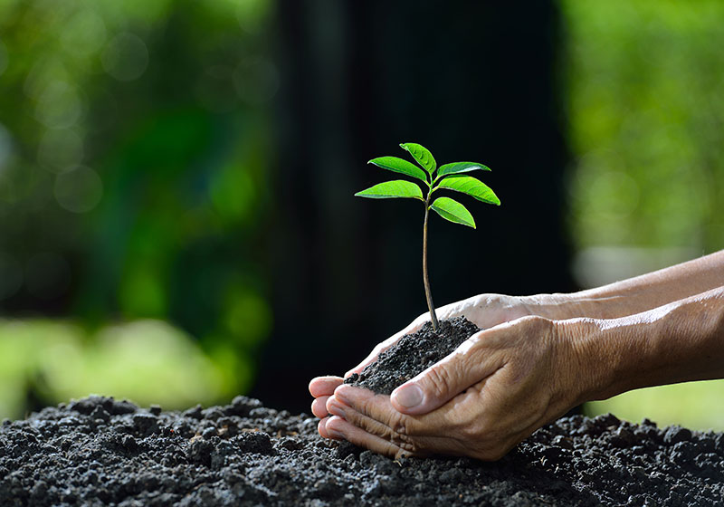 Educación para la Sostenibilidad Ambiental